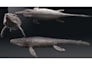 do 3d character creature model, 3d miniature, monster, alien, dinosaur for game